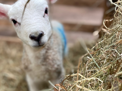 newborn baby lambs at cantref lambing festival