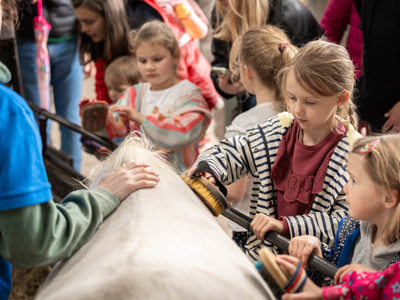 An image of a group of young girls grooming a white pony with brushes at Cantref Adventure Farm.