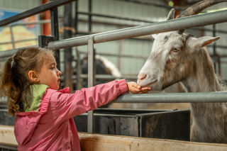 An image of a girl feeding a goat through the bars of a pen inside a barn.
