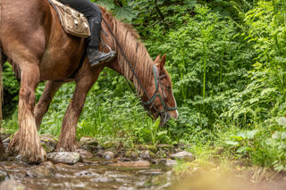 An image of a horse grabbing a quick snack of grass by the edge of the stream.