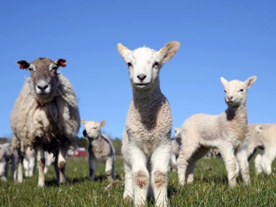 lambing festival at cantref adventure farm